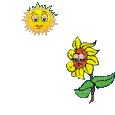 sol,flor gif-l - GIF animate gratis