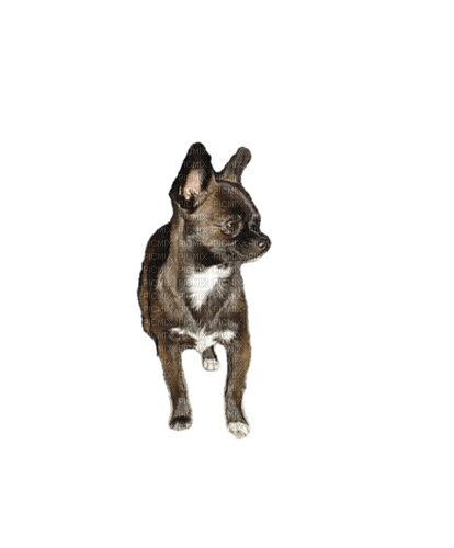 Chihuahua - png ฟรี