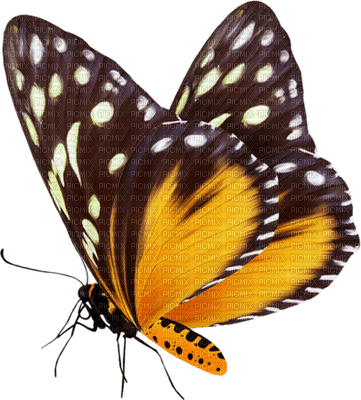 butterflies katrin - zadarmo png