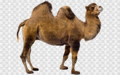 Camelo - png ฟรี