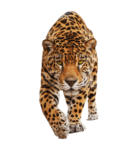 Kaz_Creations Leopard - bezmaksas png