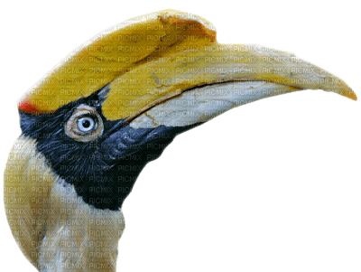 Hornbill - zdarma png