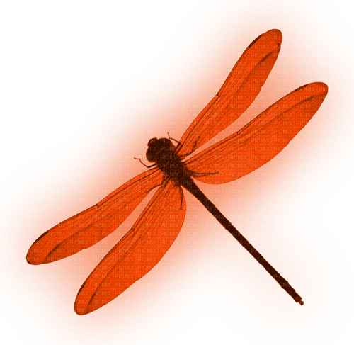 Dragonfly.Orange - Free PNG
