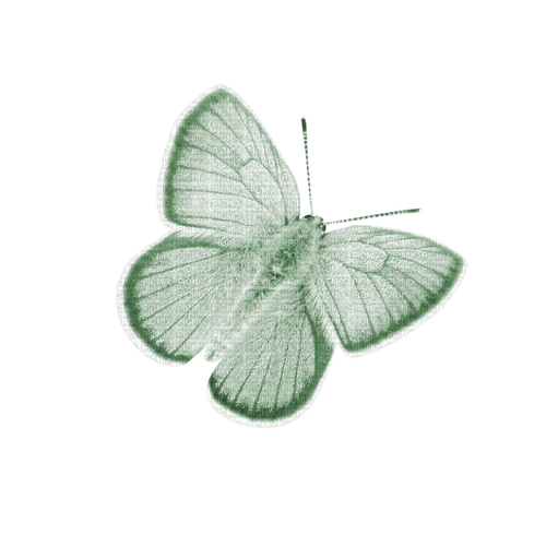 kikkapink deco scrap green white butterfly - png gratis