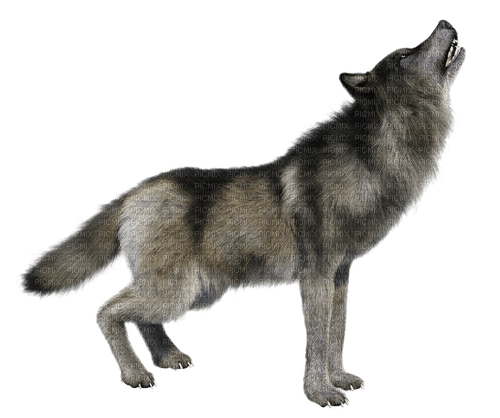 Wolf-RM - png gratuito