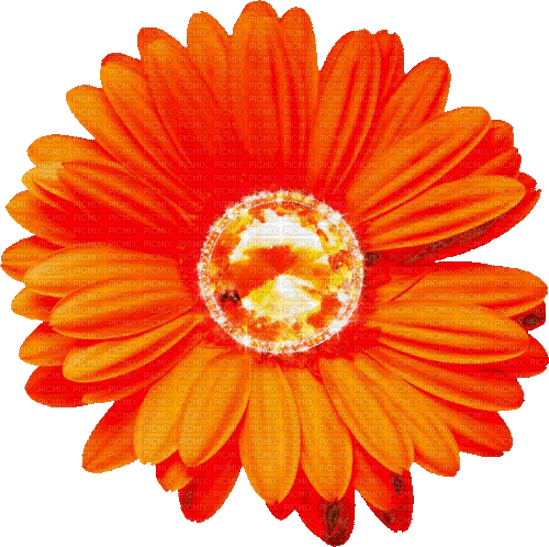 Animated.Flower.Orange - By KittyKatLuv65 - GIF animé gratuit