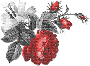 soave deco flowers rose branch vintage black white - δωρεάν png