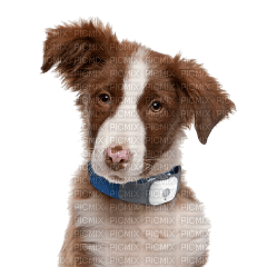 Kaz_Creations Dog Pup - безплатен png