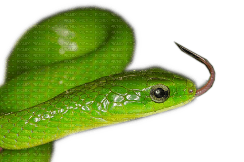 Rena green grün Snake Schlange - gratis png