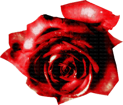 ♡§m3§♡ VDAY RED ROSE GOTHIC ANIMATED GIF - GIF animate gratis