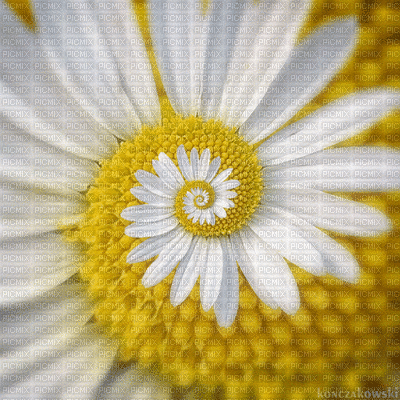 Flowers yellow bp - 無料のアニメーション GIF