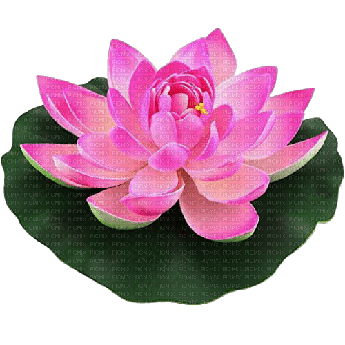 Lotus - png gratis