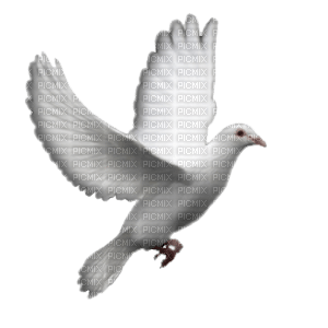 Kaz_Creations Deco Bird Birds Dove - PNG gratuit