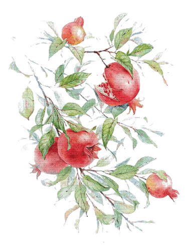 pomegranate Bb2 - nemokama png