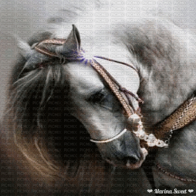 Cavallo - GIF animé gratuit