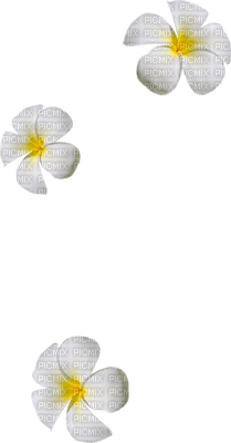 Kaz_Creations Deco Flowers  Colours - PNG gratuit