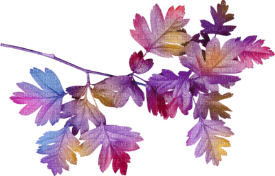 Kaz_Creations Deco Flowers Flower Colours Leaves Leafs - 無料png