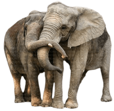 dolceluna couple elephants - zdarma png