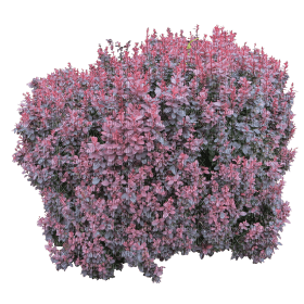 Kaz_Creations Bush Flowers - png ฟรี