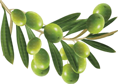olives bp - PNG gratuit