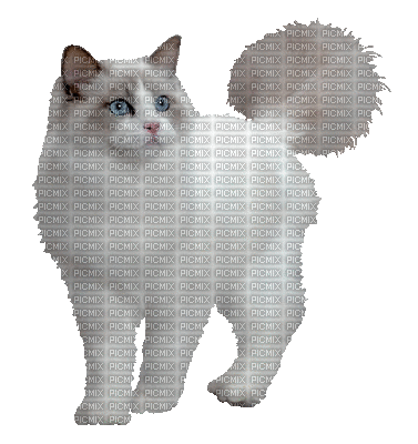 chat blanc - Бесплатный анимированный гифка