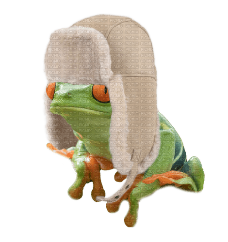 red eyed tree frog with big winter hat - png gratis