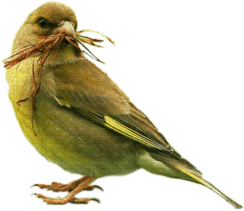 oiseaux - ingyenes png