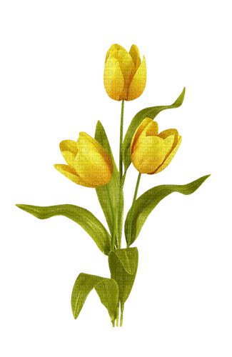 Tulipes jaunes - ücretsiz png
