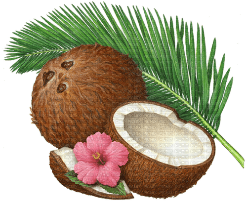 coconut Bb2 - фрее пнг