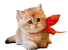 chaton - Gratis animeret GIF