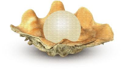 pearl shell bp - png ฟรี