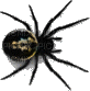 spider - Бесплатный анимированный гифка