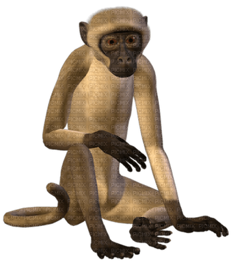 monkey bp - png gratuito