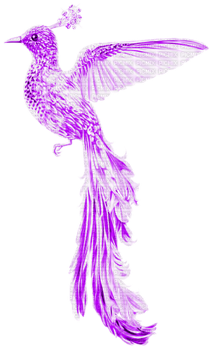 Fantasy.Bird.Purple - ingyenes png