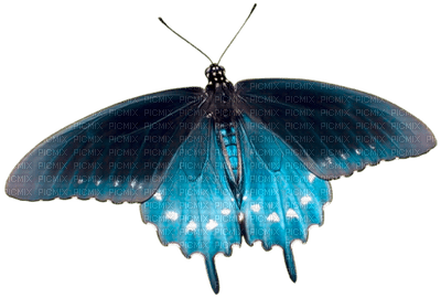 papillon - 無料png
