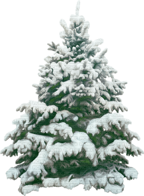 Christmas Tree  Green  Snow Winter  - Bogusia - gratis png