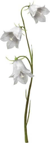 white flowers - zadarmo png
