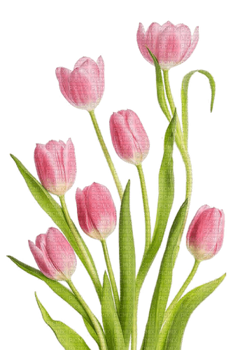 Tulpen, rosa - nemokama png