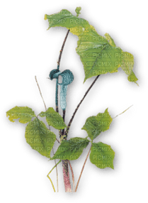 plants katrin - kostenlos png