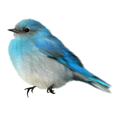 Kaz_Creations Deco Birds Colours Bird - PNG gratuit
