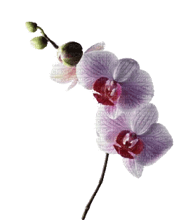 MMarcia flores fleurs deco - Darmowy animowany GIF
