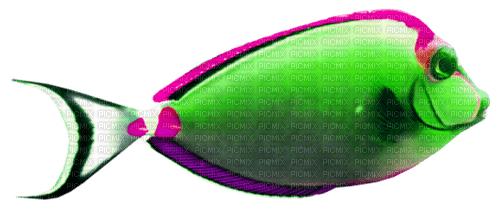 Fish.Green.Pink.White - 免费PNG