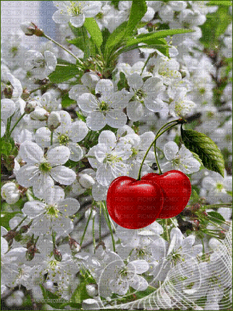 Spring Cherry - Безплатен анимиран GIF