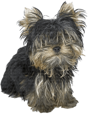 Kaz_Creations  Dog Pup - kostenlos png