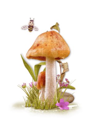 champignons - zdarma png