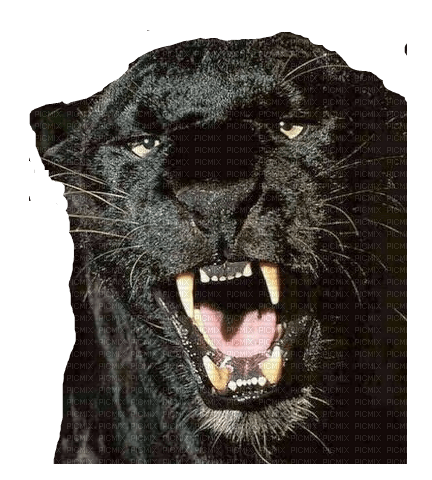 Panther, Black, png - bezmaksas png