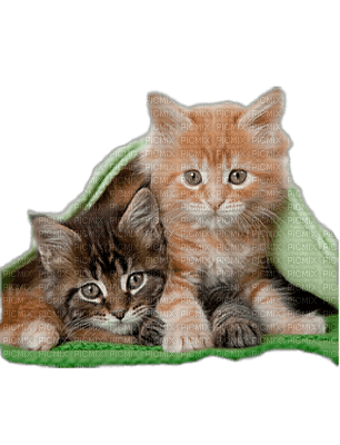 Kaz_Creations Cats Cat Kittens Kitten - zadarmo png