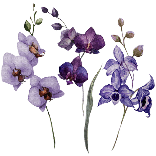 orchids Bb2 - 免费PNG