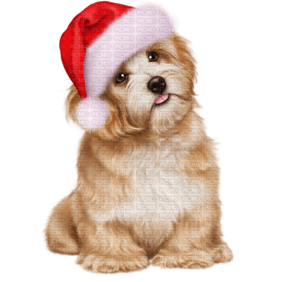 Kaz_Creations Dogs Dog Pup 🐶 Christmas - zadarmo png