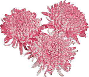 soave deco flowers  Chrysanthemums pink - 無料png